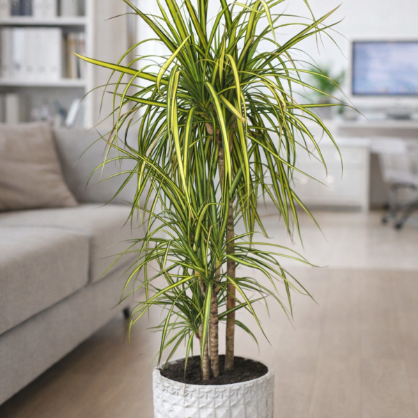 Dracaena Marginata Saksı Çiçek
